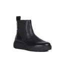 Phaolae beatle elastici